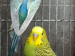 pareja australianos