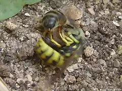 avispa cazando abejas