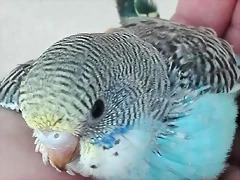 pollo2