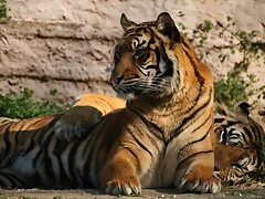 Zoo de Barcelona 23-01-11 753 Zoo de Barcelona 23-01-11 753