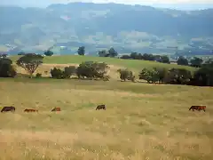 Linda y fertil tierra