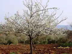 10, ciruelo en flor, marca