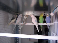 todos mis periquitos juntos