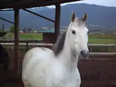 Peça (sol) en el campo