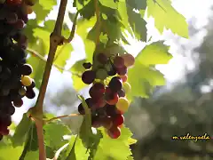 09, racimo de uvas2, marca