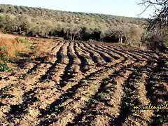 02, tierra de labor, marca