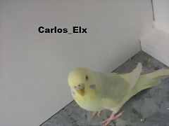 Kika 19-1-11 (2)