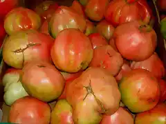 Tomates del tiempo-Puesto de Diego y Paqui-Fot.J.Ch.Q.-10.09.10