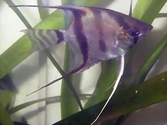 Pterophyllum altum 2 (13-2-12 Aquatec) Pterophyllum altum 2 (13-2-12 Aquatec)