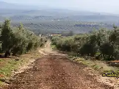 15, camino de olvera, marca