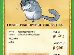 chinchilla verdadera