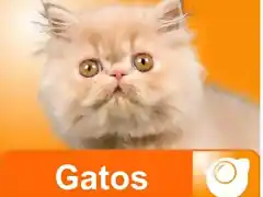 gatos web