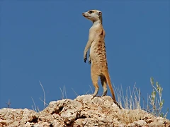 surikata