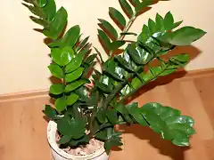 Zamioculcas