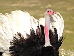 Sigean 26-12-11 180 Sigean 26-12-11 180