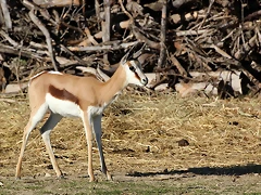 Sigean 26-12-11 057 Sigean 26-12-11 057