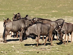 Sigean 26-12-11 165 Sigean 26-12-11 165