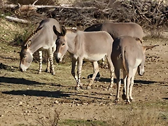 Sigean 26-12-11 380 Sigean 26-12-11 380