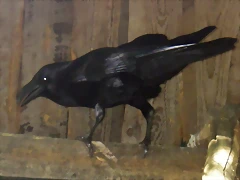 Corvus corax (20-8-12 Tierpark Hellabrunn)