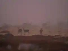 Ciervas en la niebla (cuenca bucer)