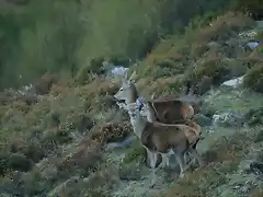 Ciervas en cirezos