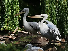 Zoo Berlin 25-06-11 1194 Zoo Berlin 25-06-11 1194