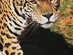 Bloemfontein Zoo 319