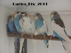 los 5 peques 25-3-11