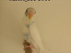 3 pollo  25-3-11