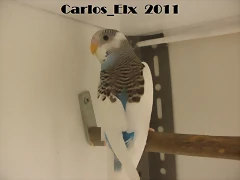 4 pollo 25-3-11
