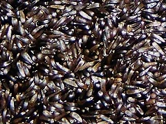 negrillo