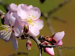 19, flor del almendro, marca