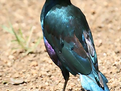 Johannesburg Kruger març 2009 738 Johannesburg Kruger març 2009 738