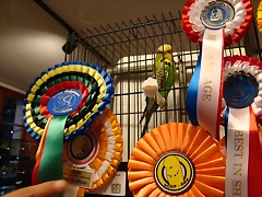 concurso Naquera 012