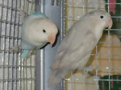 agapornis fischer