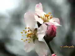 14, flor de almendro 3, marca