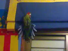 Mi rosella sin normbre xD