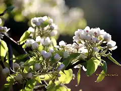 08, flores del peral 1, marca