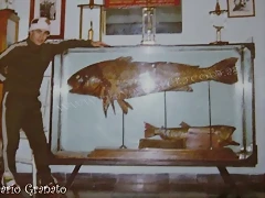Corvina en Reta copia (Custom)