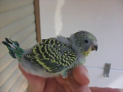 3 pollo 13-9-10