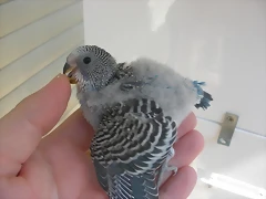 2 pollo 13-9-10