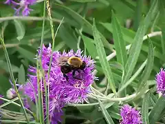 UN ABEJORRO (QUE FOTITO)