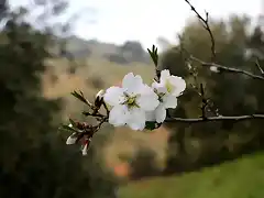 023, flor del almendro