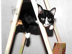 OSCA DESPATARRADA EN ESCALERA