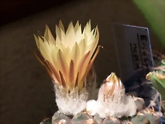 Eriosyce napina tenebrica flor pericarpelo
