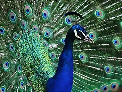 Zoo de Barcelona 199 Zoo de Barcelona 199