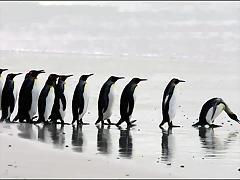 pinguinos_512_322