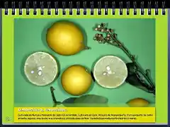 limoncillero 2