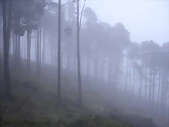 la_niebla_en_el_bosque la_niebla_en_el_bosque