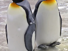 ping